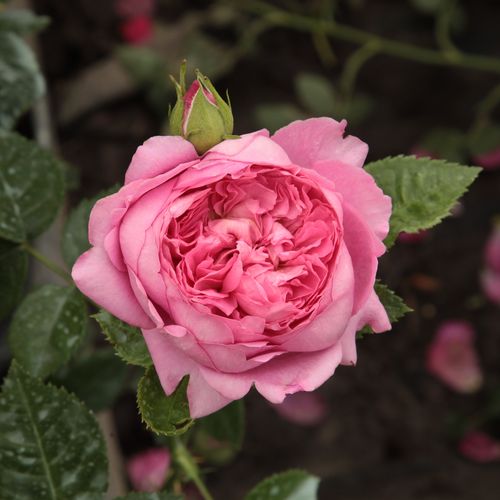 E-commerce, vendita, rose, in, vaso rose nostalgiche - rosa - Rosa Chantal Mérieux™ - rosa intensamente profumata - Dominique Massad - ,-